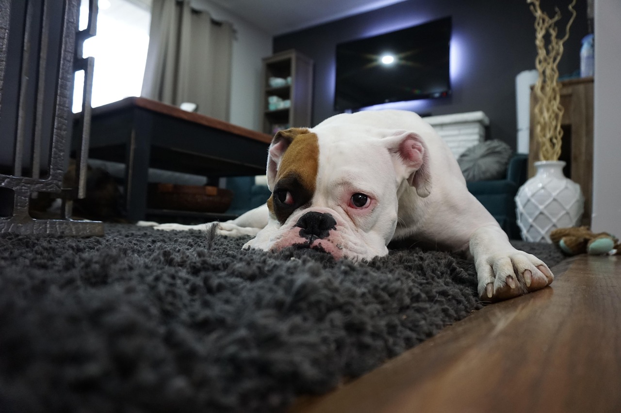 carpeting